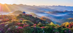 花海