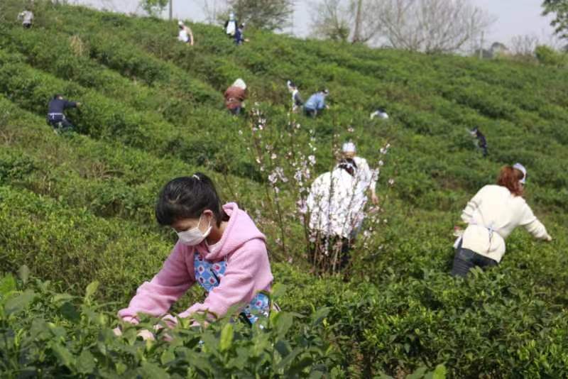 采茶