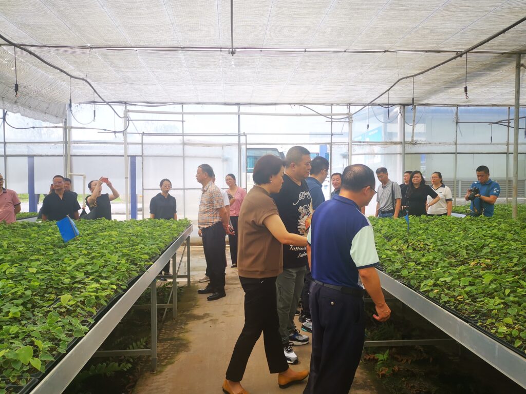 参观药苗种植基地