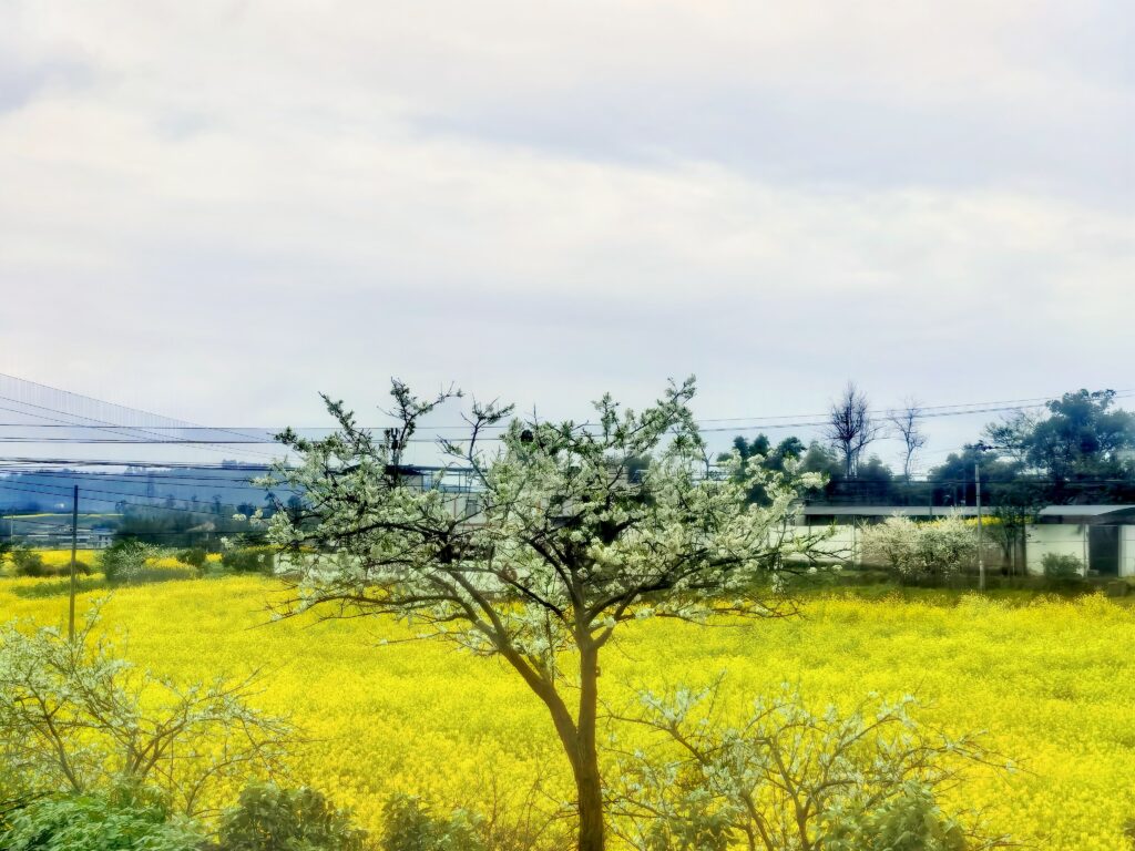 油菜花