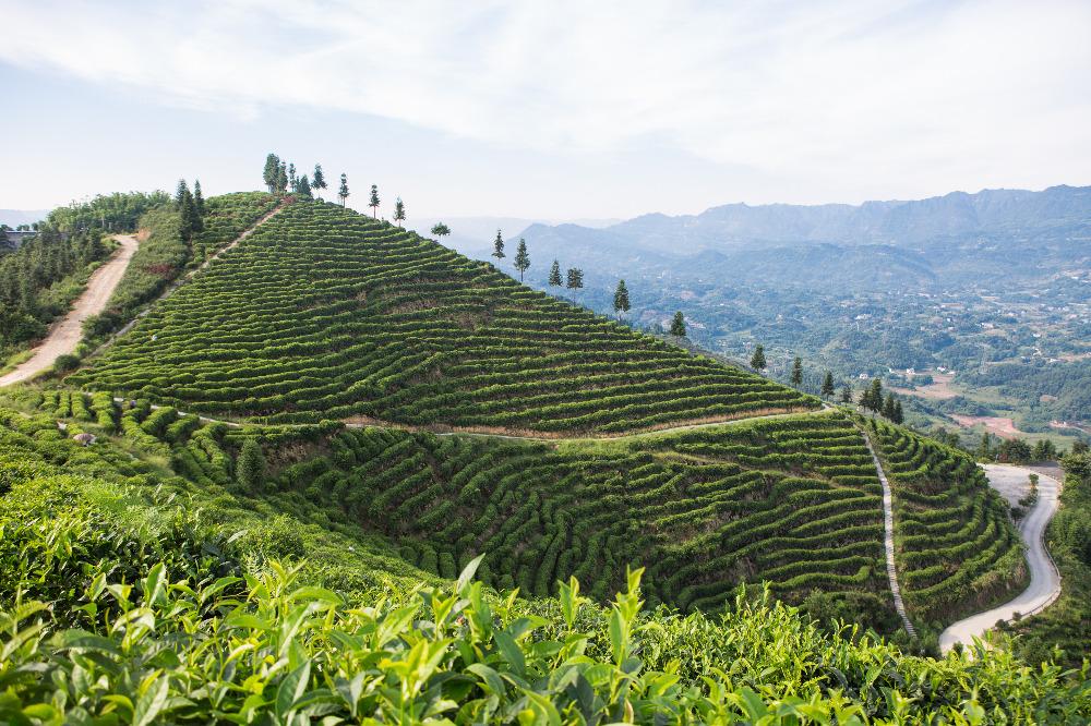 茶山